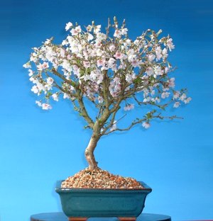 cherry bonsai in flower